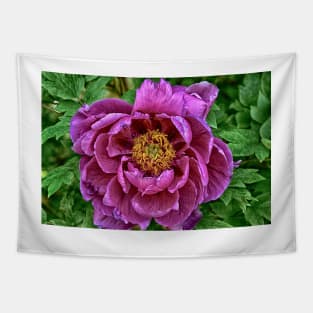 Japanese Tree Peony Tapestry