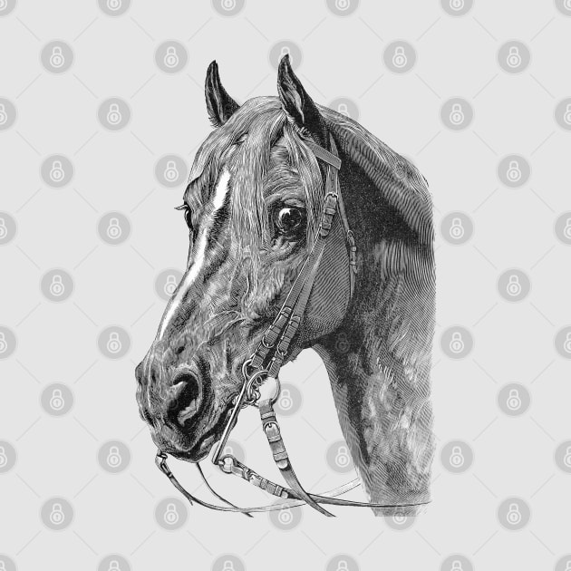 Horse Head Drawing by Biophilia