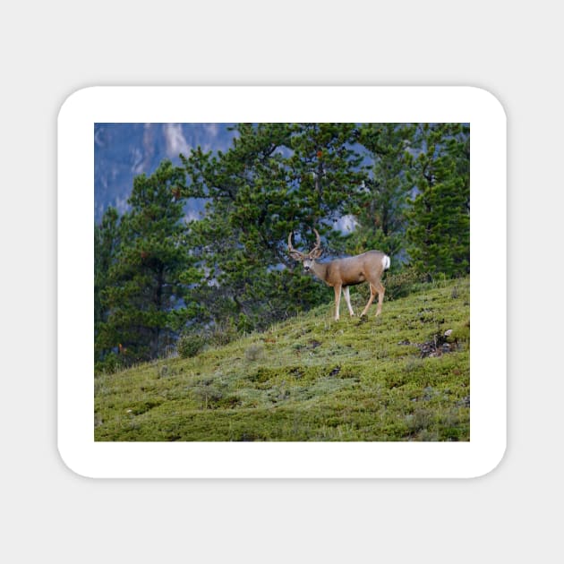 Mule Deer Buck Magnet by StevenElliot