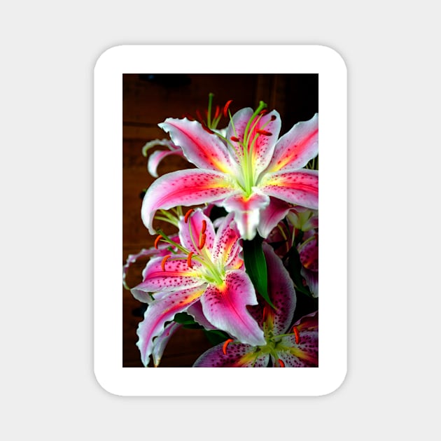 Pink Lily Lilium Herbaceous Flowering Plants Magnet by AndyEvansPhotos