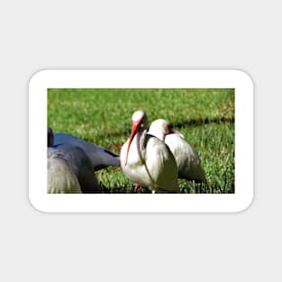 American White Ibis Magnet