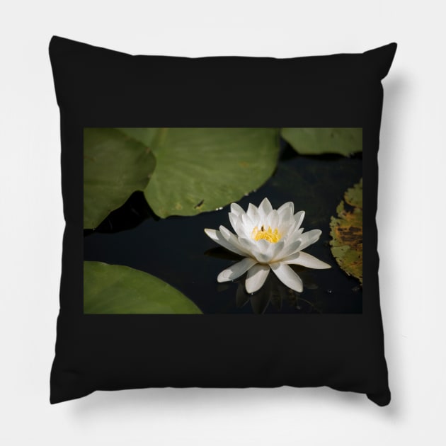 Beautiful white waterlily in the Danube Delta, Romania, on summer day Pillow by NxtArt