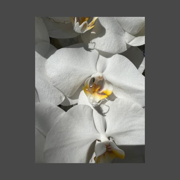 White Orchid Yellow Center by KarenZukArt