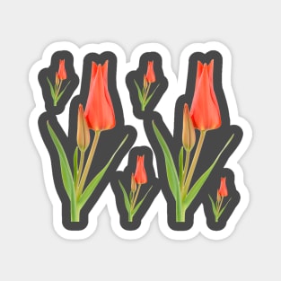 Tulipa praestans  'Van Tubergen's Variety'  Miscellaneous tulip Magnet