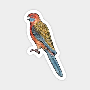 Adelaide Rosella Magnet