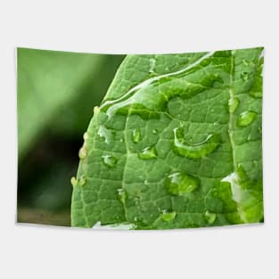 Droplets on leaf Tapestry