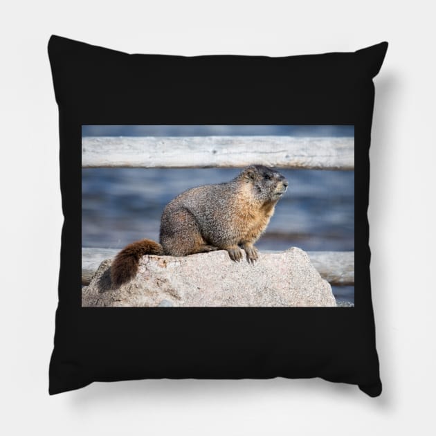 The Marmot Mentor Pillow by gdb2