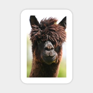 Alpaca Magnet