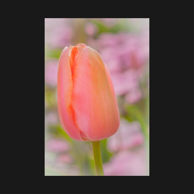 Pink Tulip by ken47