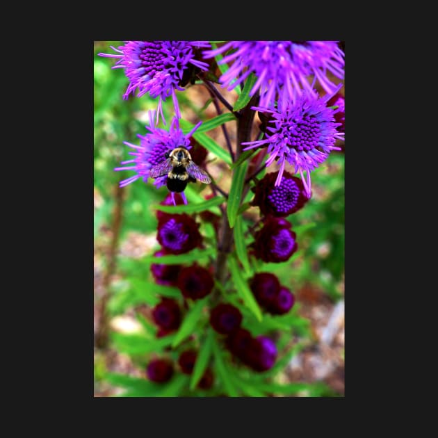 Bumble Bee and Purple Flower by 1Redbublppasswo