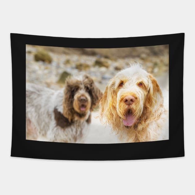 Beach hair Spinone Tapestry by heidiannemorris