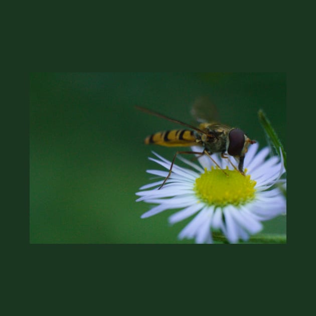 Hover-fly On Daisies by Pirino