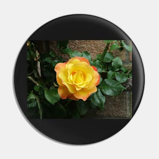 Yellow climbing roses Pin