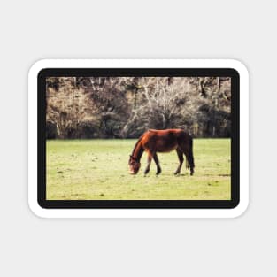 New Forest Pony Magnet