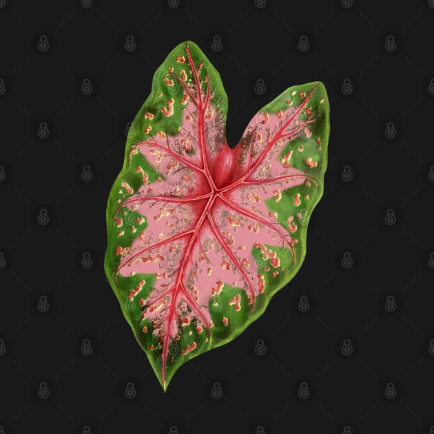 Caladium hybrid - botanical illustration by chimakingthings