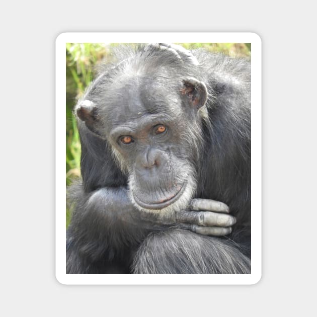 Chimpanzee Magnet by kirstybush