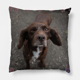 Brown Dog Pillow