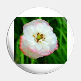 Poppy white flower photo Pin