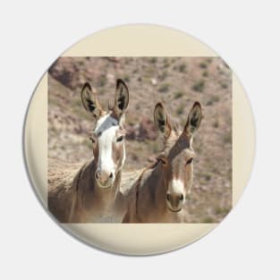 Wild Burros, donkeys, wildlife, Arizona Babes Pin