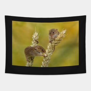 harvest mice on corn Tapestry