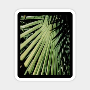 TROPICAL PALM LEAF PATTERN Magnet