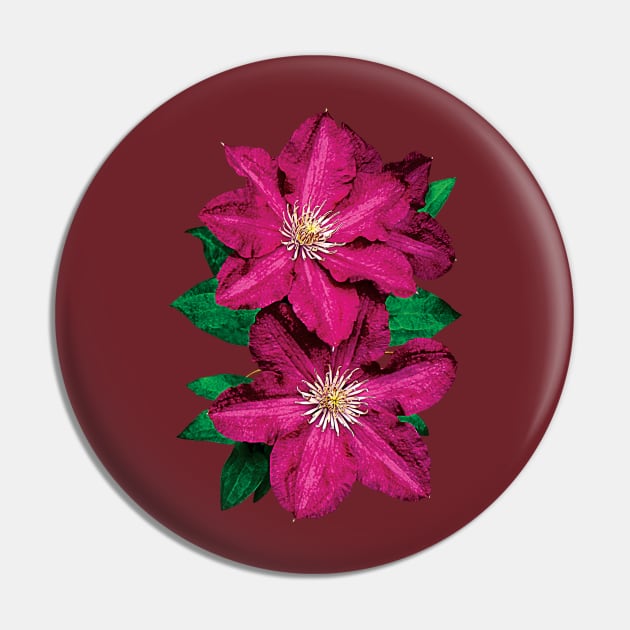 Clematis - Closeup of Magenta Clematis Pin by SusanSavad