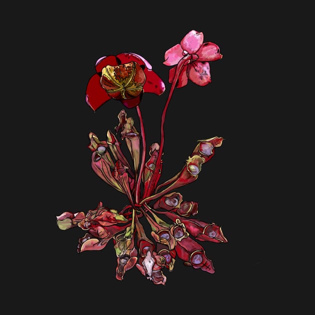 Pitcher Plant, Sarracenia purpurea by michdevilish