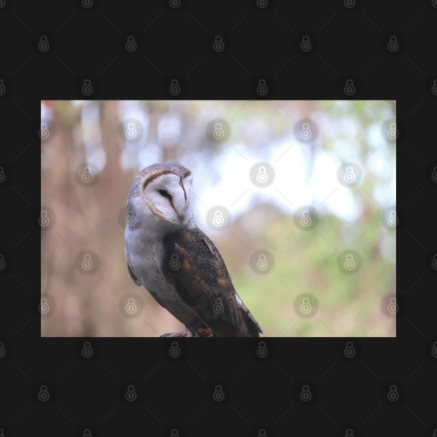 Barn Owl by LeanneAllen