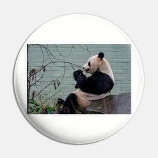 Panda and Robin Pin