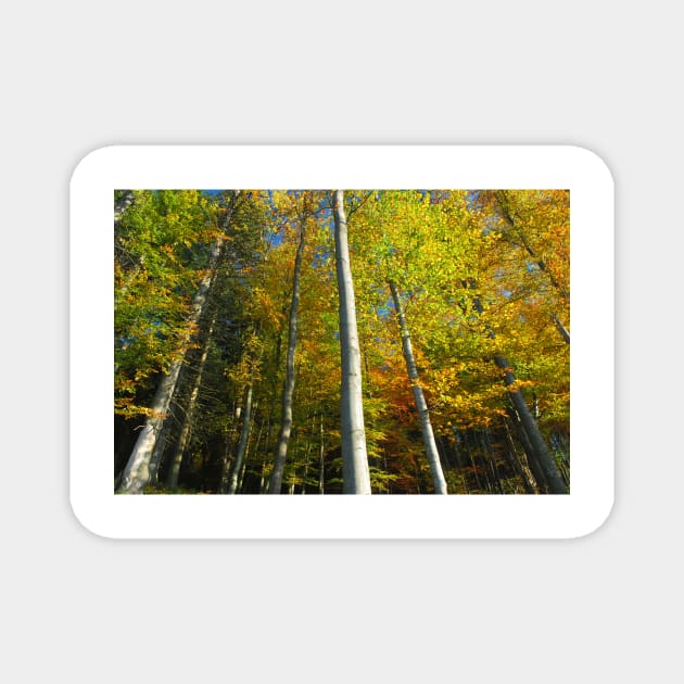 color trees Magnet by bogfl