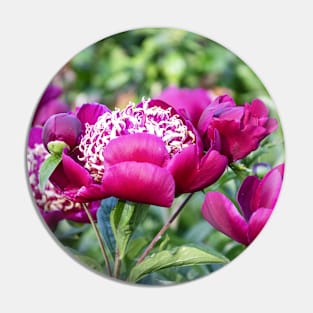 Beautiful Deep Magenta Peonies in Late May Pin