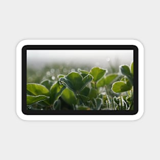 Frost Covered Clover Magnet