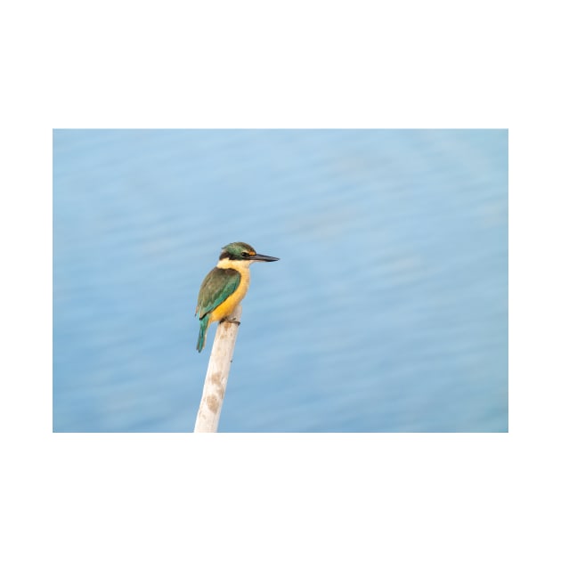 Beautiful sacred kingfisher portrait by brians101