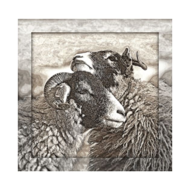 Swaledale Sheep 'Friends' by Furtographic