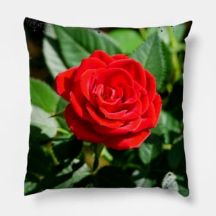 Rose Pillow