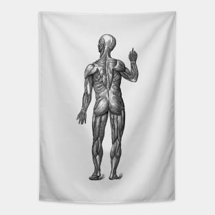 Human Muscle System - Rear View - Vintage Anatomy Tapestry