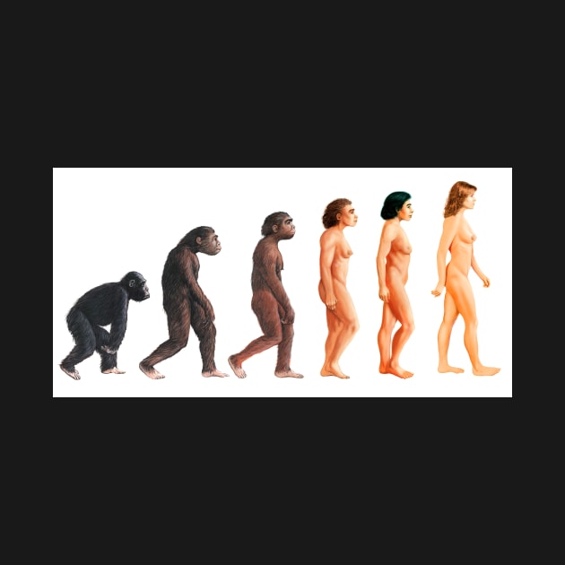 Stages in female human evolution (E436/0037) by SciencePhoto