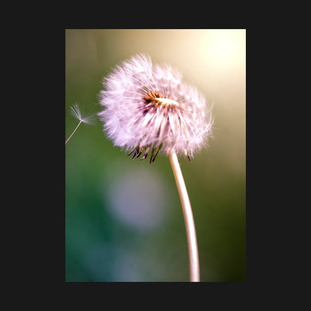 Dandelion by EviRadauscher