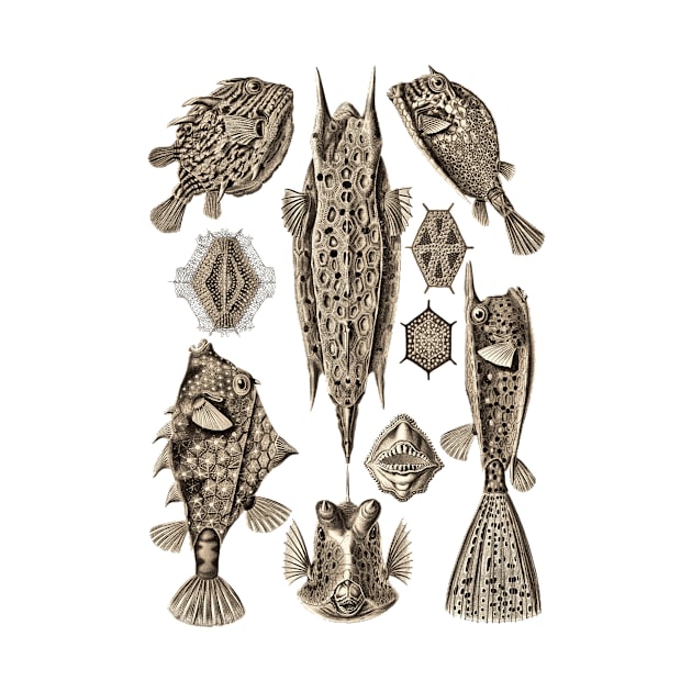 Ernst Haeckel Ostraciontes Fish  Wenge by Scientistudio