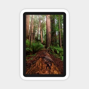 Fallen Redwood Tree Magnet