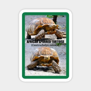 African Spurred Tortoise poster Magnet