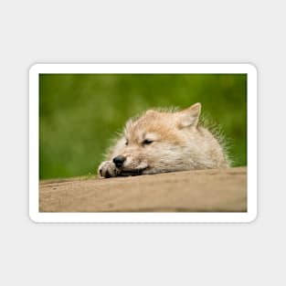 Arctic Wolf Pup Magnet