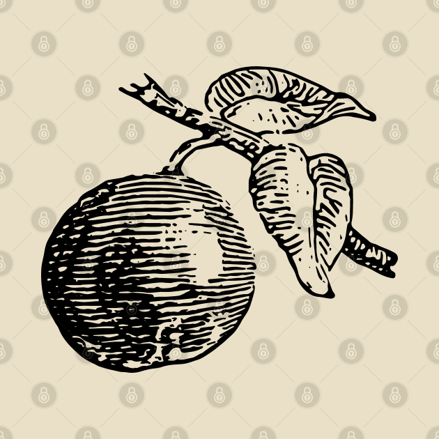 Vintage Drawing of Fruit on a Branch by penandinkdesign@hotmail.com