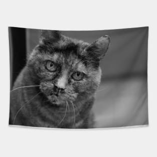 Black and White Tortoiseshell Cat Photograph Tapestry