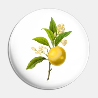 Botanical Print, Lemon by Redoute Pin