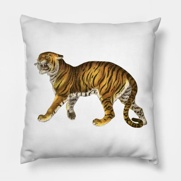 Wild Safari Tiger Pillow by RedThorThreads