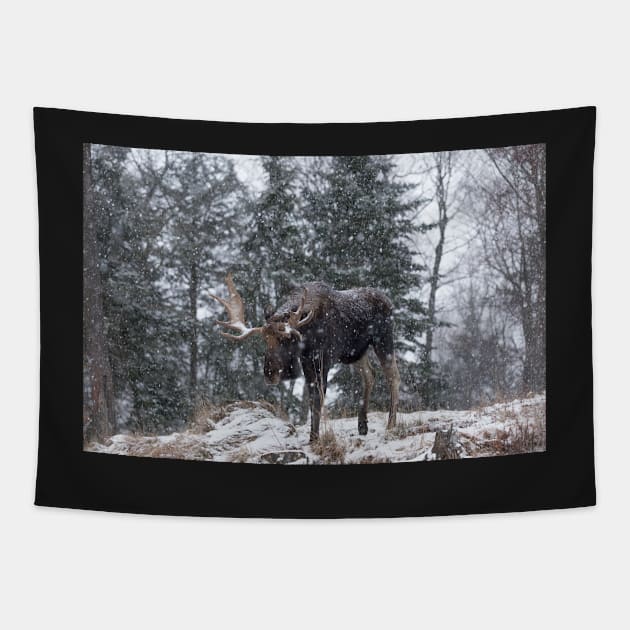 Moose in a snow snow storm Tapestry by josefpittner