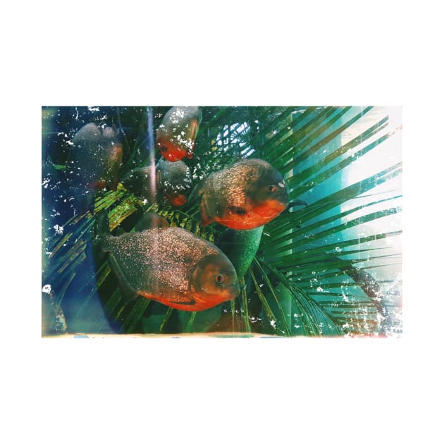 Red belly piranhas by gorillaprutt