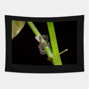 Unique and organic photo of a swarm of ants tending a treehopper Tapestry