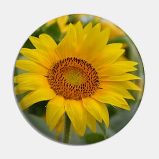 Sunflower 2 Pin